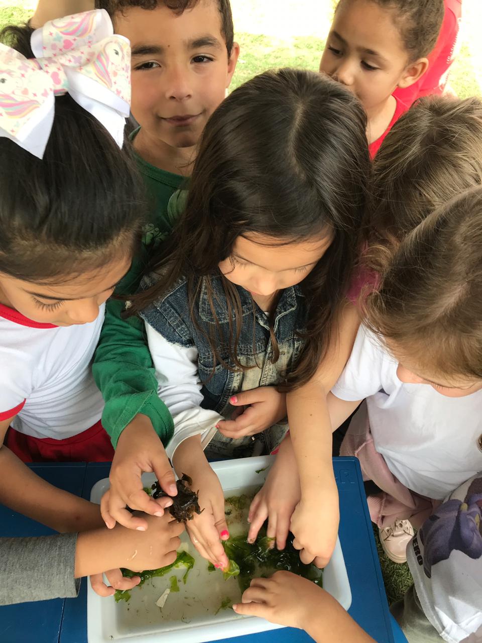 Exposição de Tartarugas - Projeto Tamar - PMP-BS - 17/09/2019