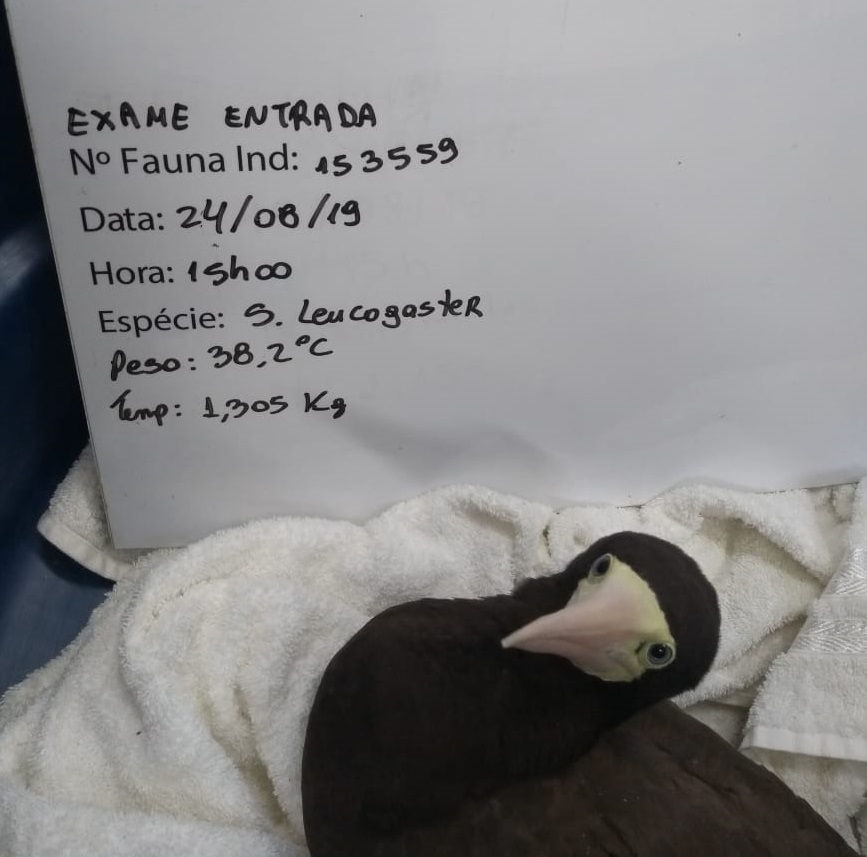 Animais marinhos resgatados pela equipe do PMP-BS/Univille embarcam para reabilitação em Florianópolis (SC)