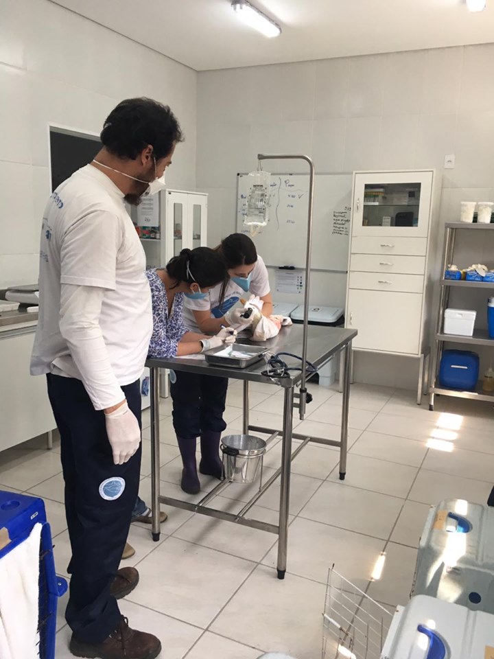 Animais marinhos resgatados pela equipe do PMP-BS/Univille embarcam para reabilitação em Florianópolis (SC)