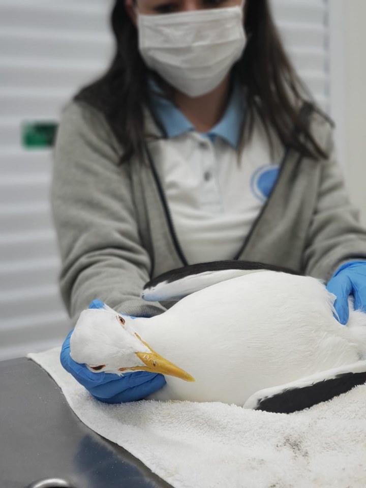 Animais marinhos resgatados pela equipe do PMP-BS/Univille embarcam para reabilitação em Florianópolis (SC)