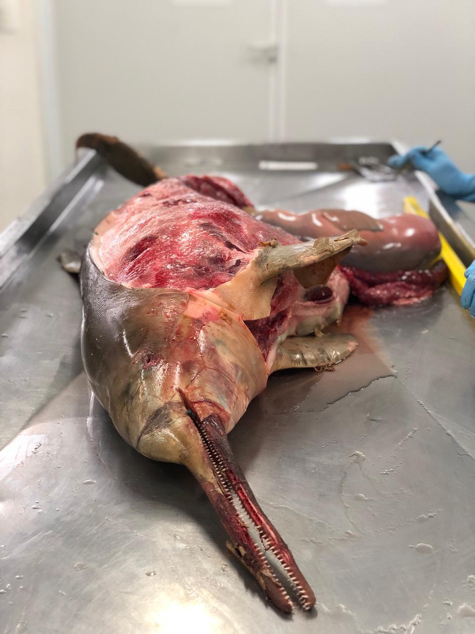 2019_10_Toninha_sem_vida_filhote_PMP_BS_Univali