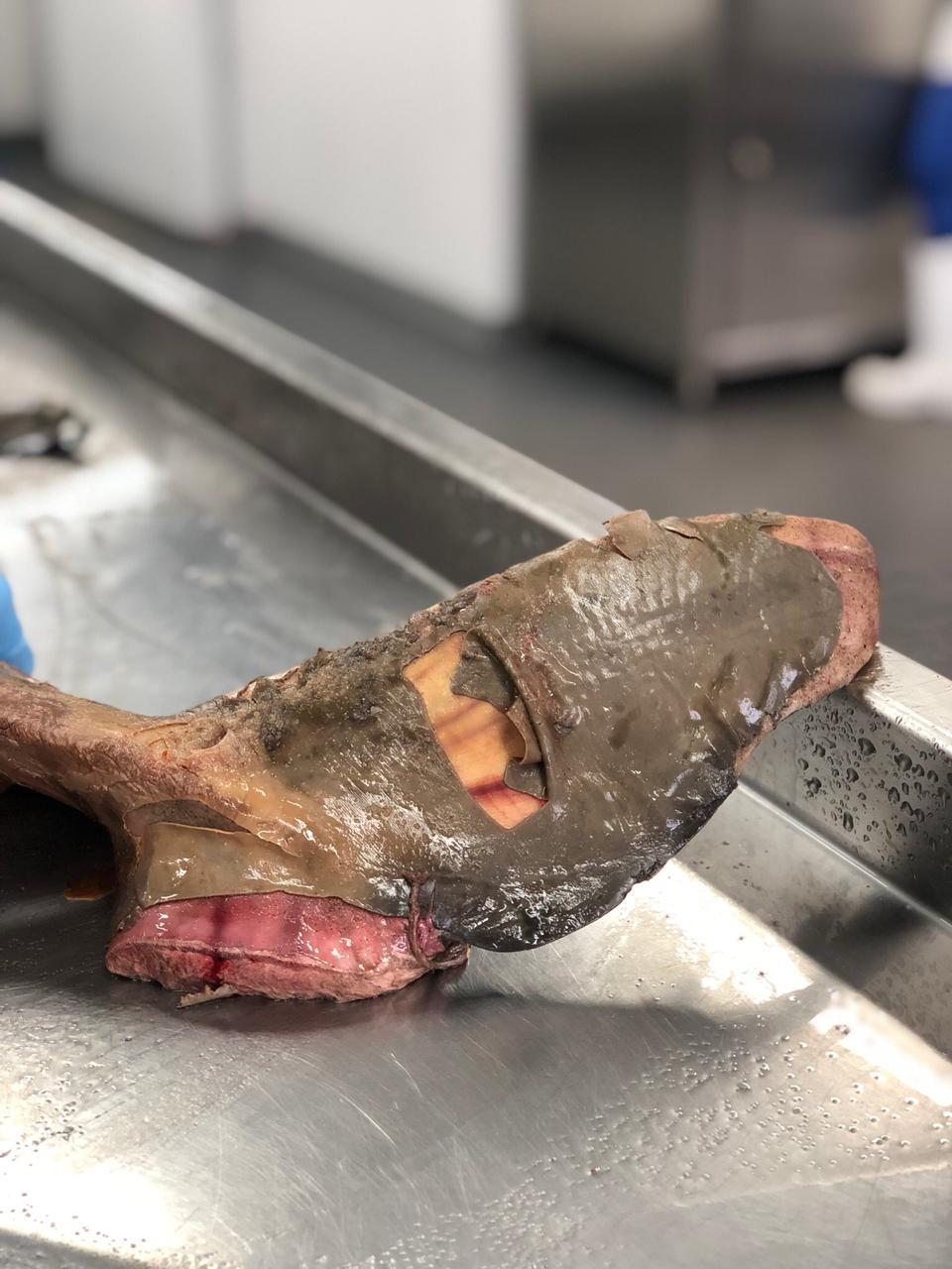 2019_10_Toninha_sem_vida_filhote_PMP_BS_Univali