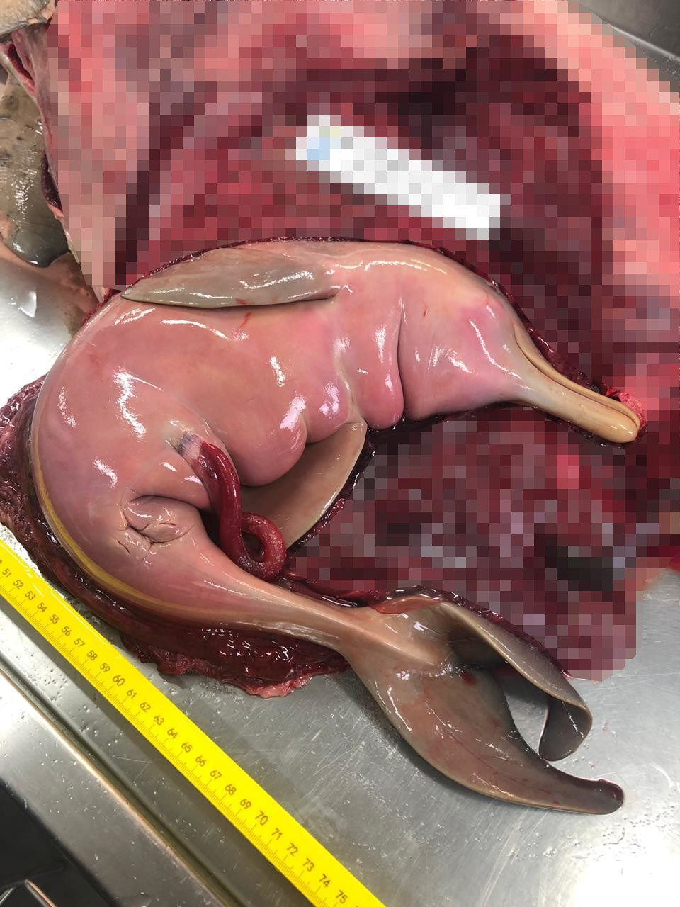 2019_10_Toninha_sem_vida_filhote_PMP_BS_Univali