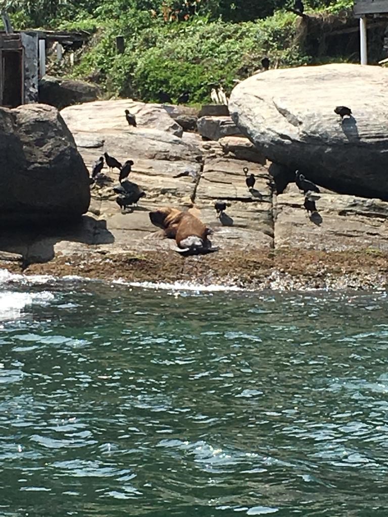 Leão-marinho em Barra do Sul (SC) - 05/10/2019 