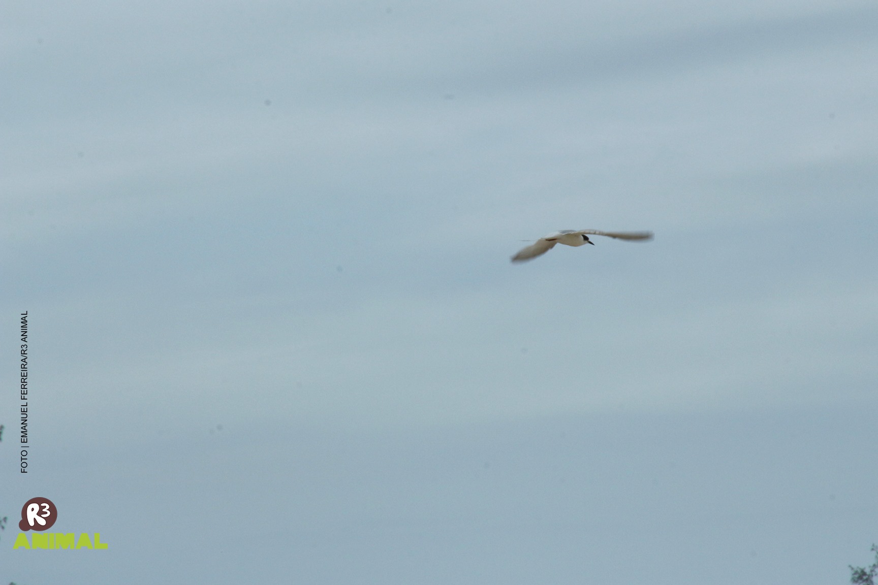 Soltura de aves marinhas na Praia do Moçambique, em Florianópolis (Fotos: Emanuel Ferreira/Associação R3 Animal)