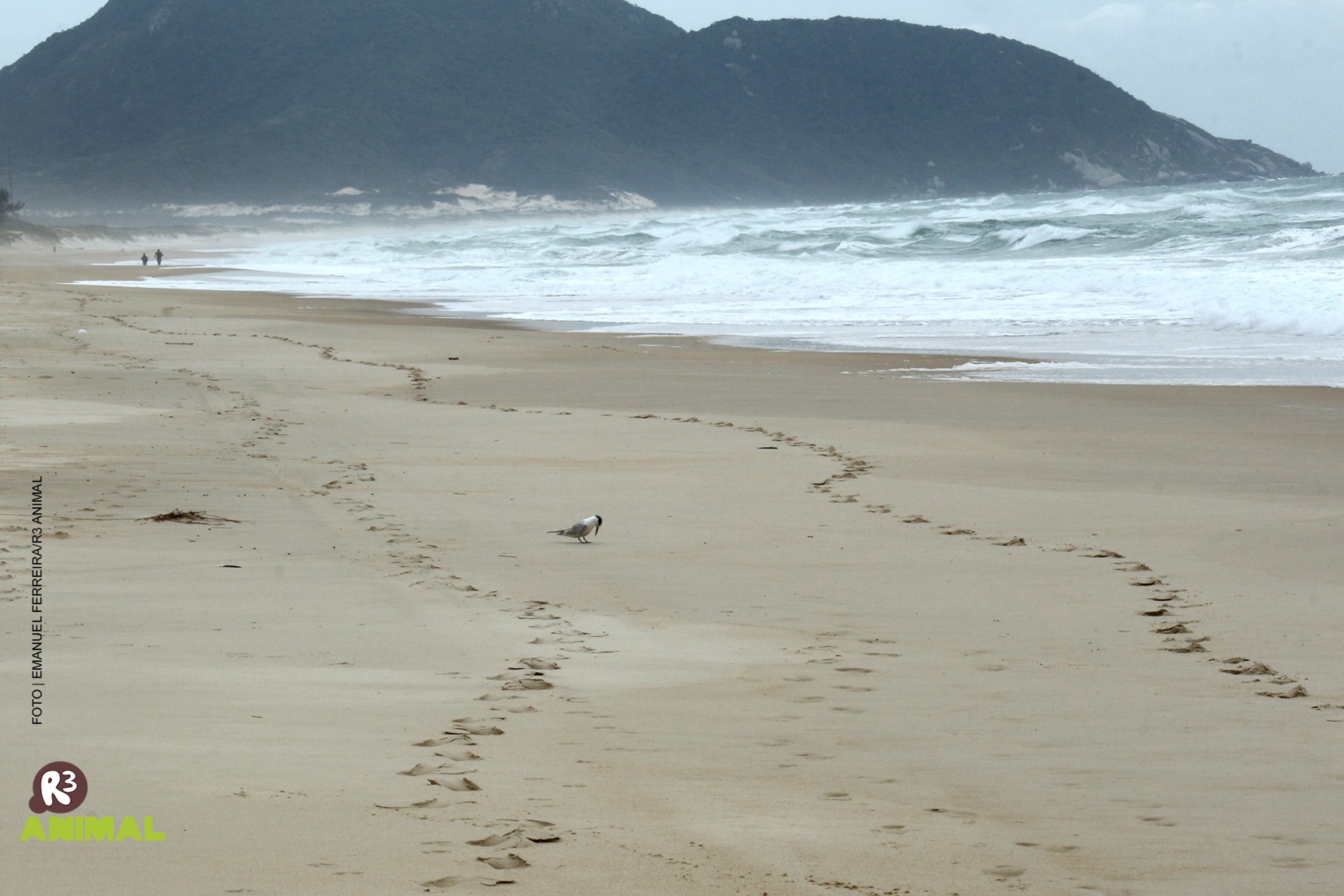 Soltura de aves marinhas na Praia do Moçambique, em Florianópolis (Fotos: Emanuel Ferreira/Associação R3 Animal)