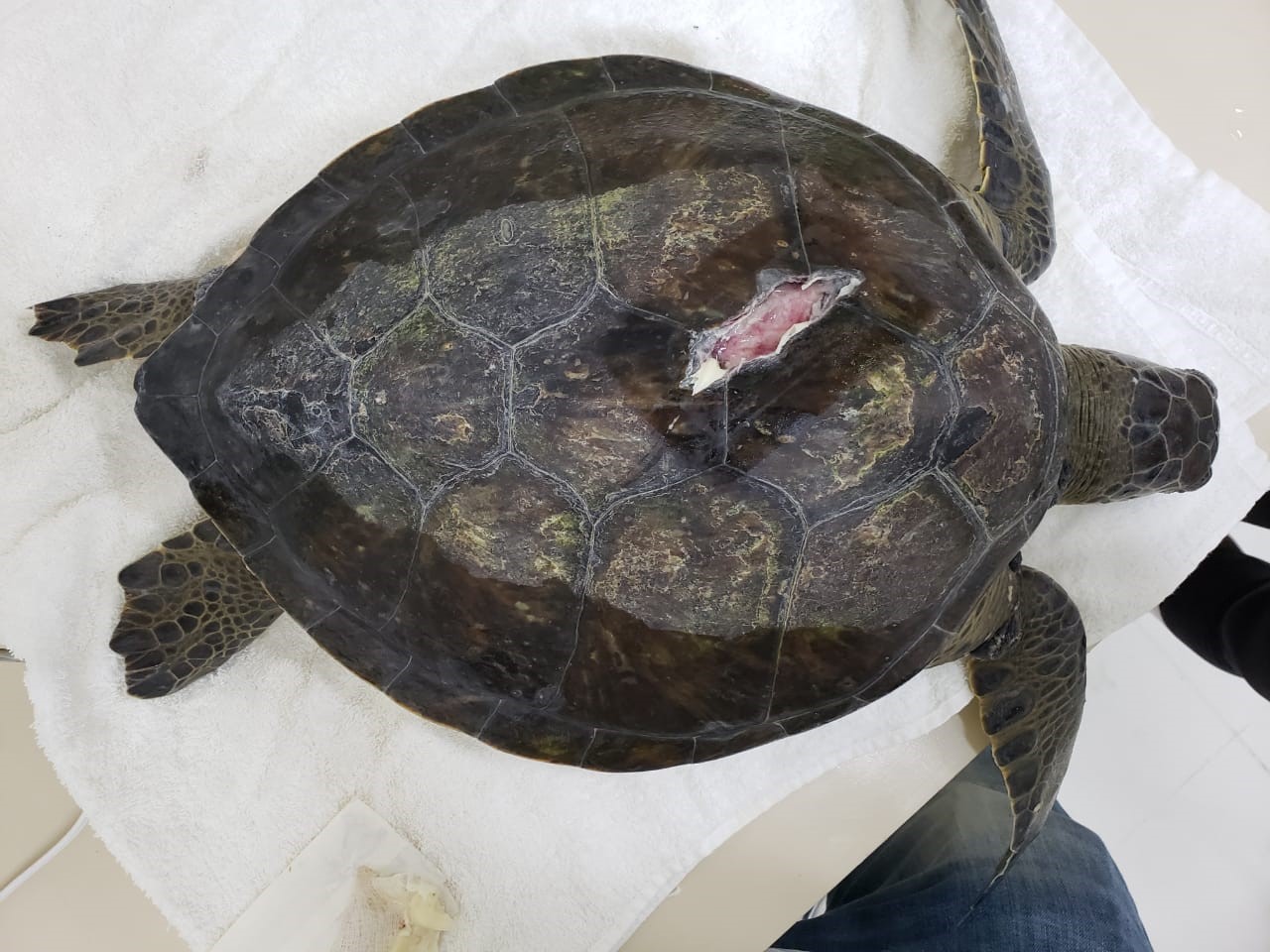 Tartaruga-verde (Chelonia mydas) resgatada em 24/11/2019 - PMP-BS/Univille