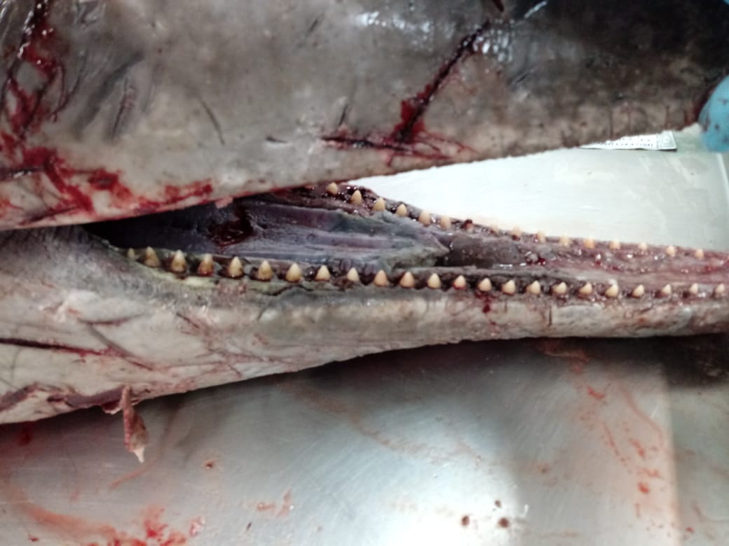 Golfinho-de-dentes-rugosos (Steno brendanensis) - Foto: PMP-BS/Udesc