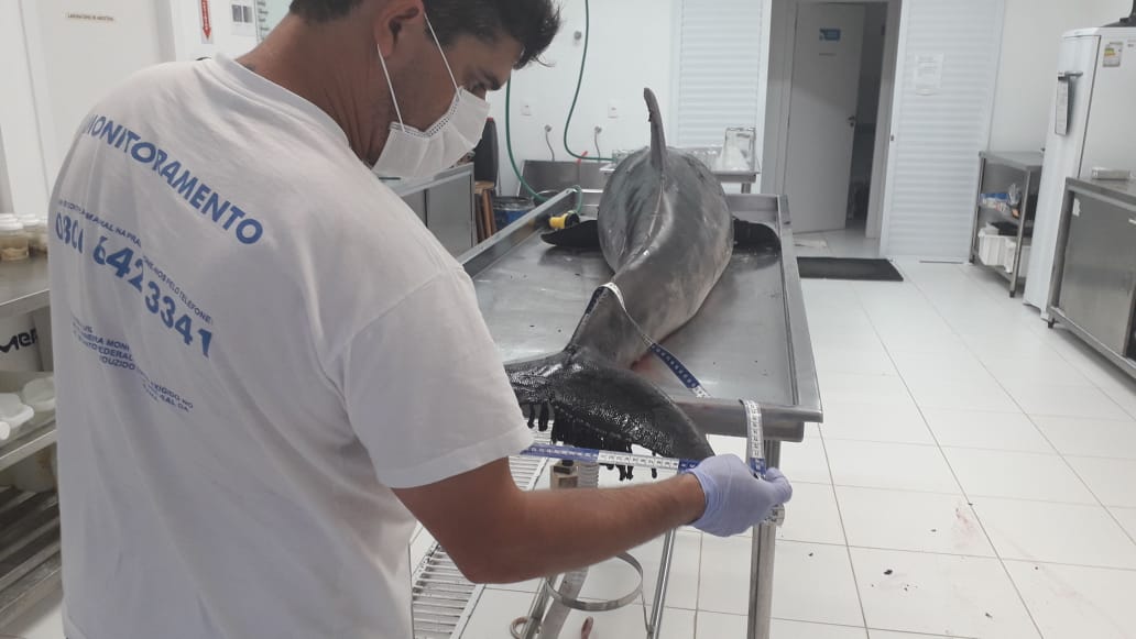 Golfinho-de-dentes-rugosos (Steno brendanensis) - Foto: PMP-BS/Udesc