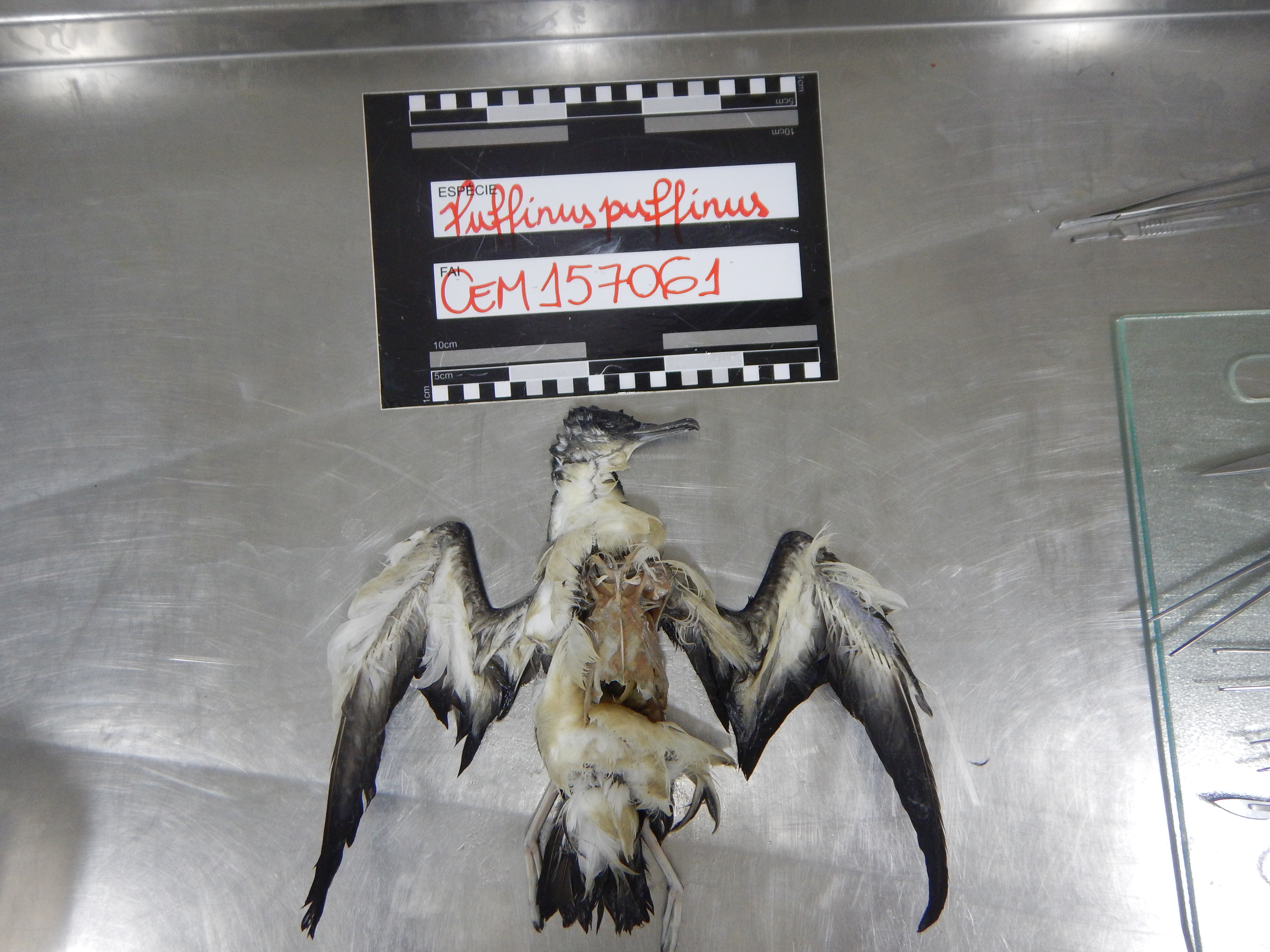 Anzol é encontrado no estômago de pequena ave marinha - Fotos: LEC/UFPR/PMP-BS