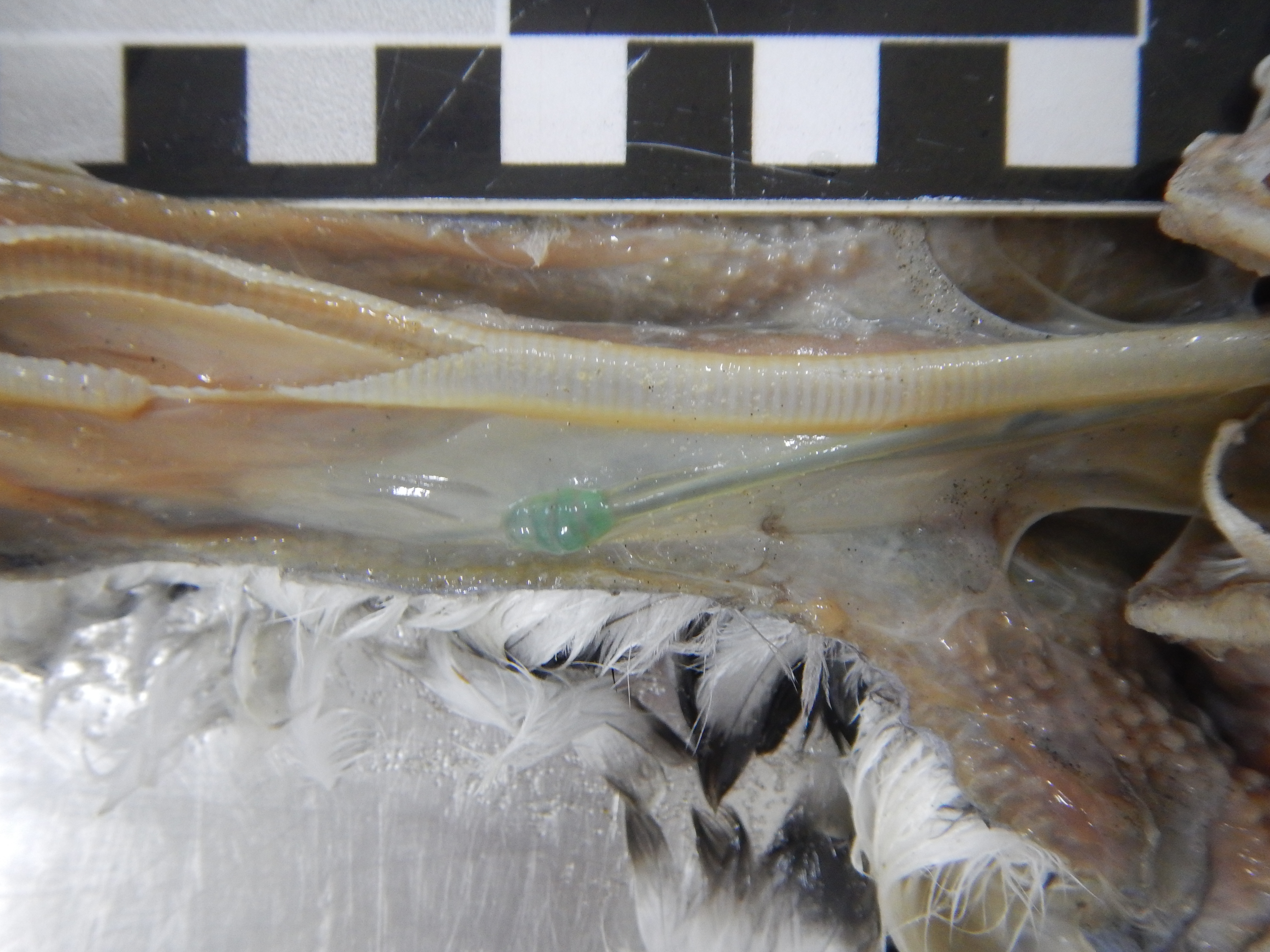 Anzol é encontrado no estômago de pequena ave marinha - Fotos: LEC/UFPR/PMP-BS