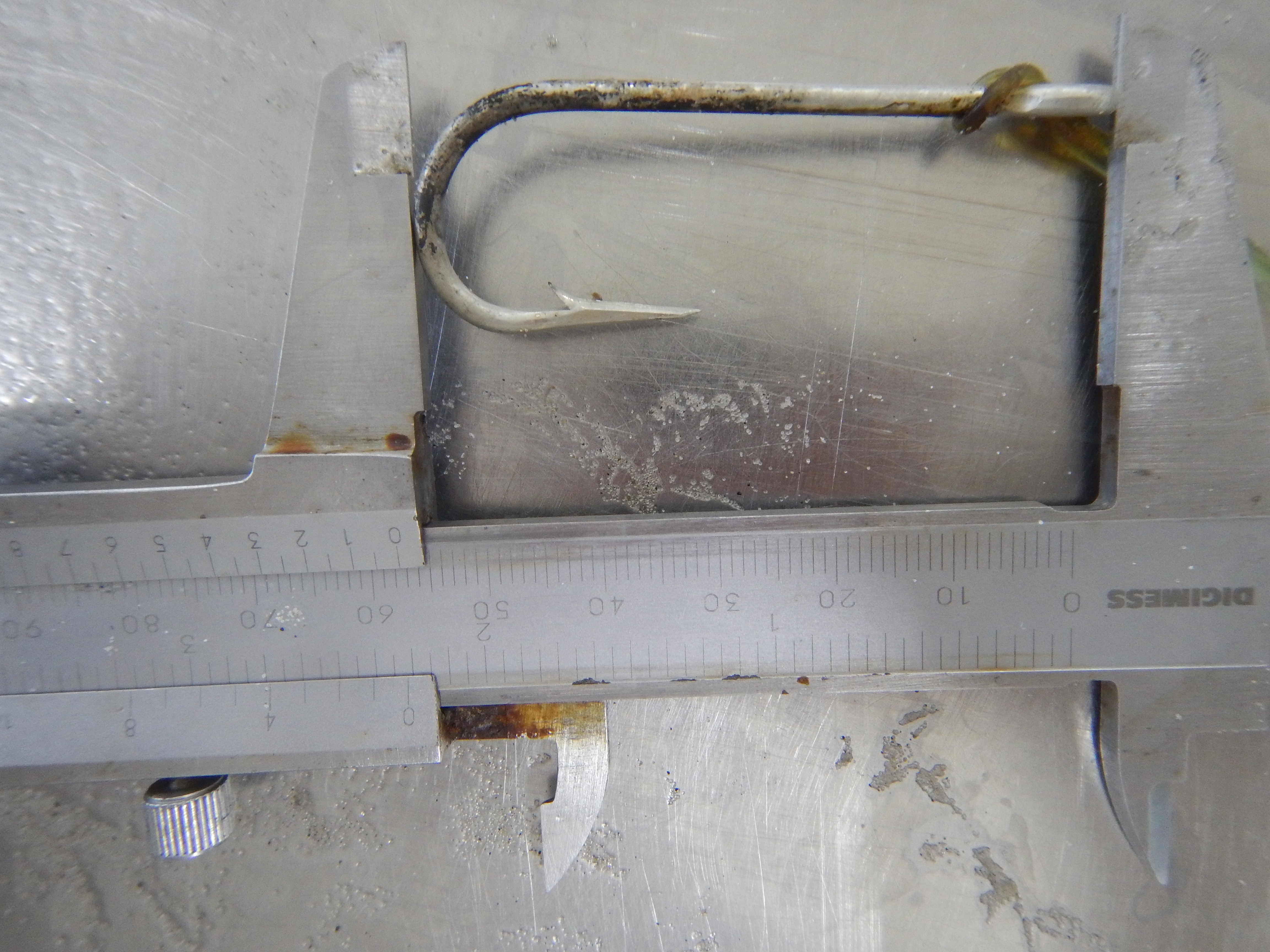 Anzol é encontrado no estômago de pequena ave marinha - Fotos: LEC/UFPR/PMP-BS