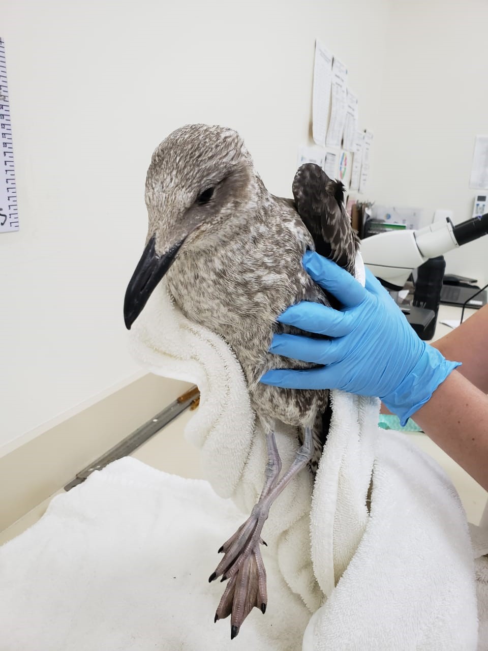 Gaivota (Larus dominicanus) resgatada em 24/11/2019 - PMP-BS/Univille