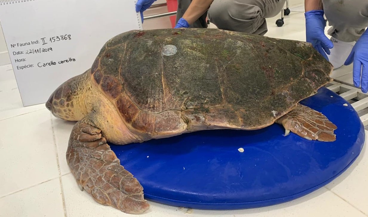 Tartaruga-cabeçuda (Caretta caretta) resgatada em 22/11/2019 - PMP-BS/Univille
