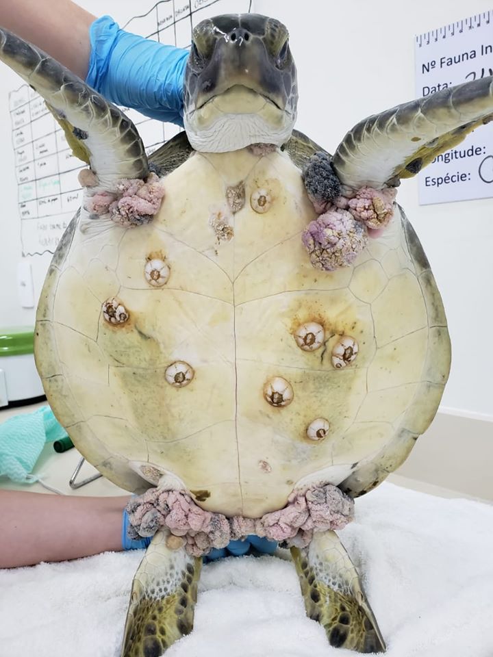 Fibropapilomas em tartaruga-verde (Chelonia mydas) resgatada em 24/11/2019 - PMP-BS/Univille