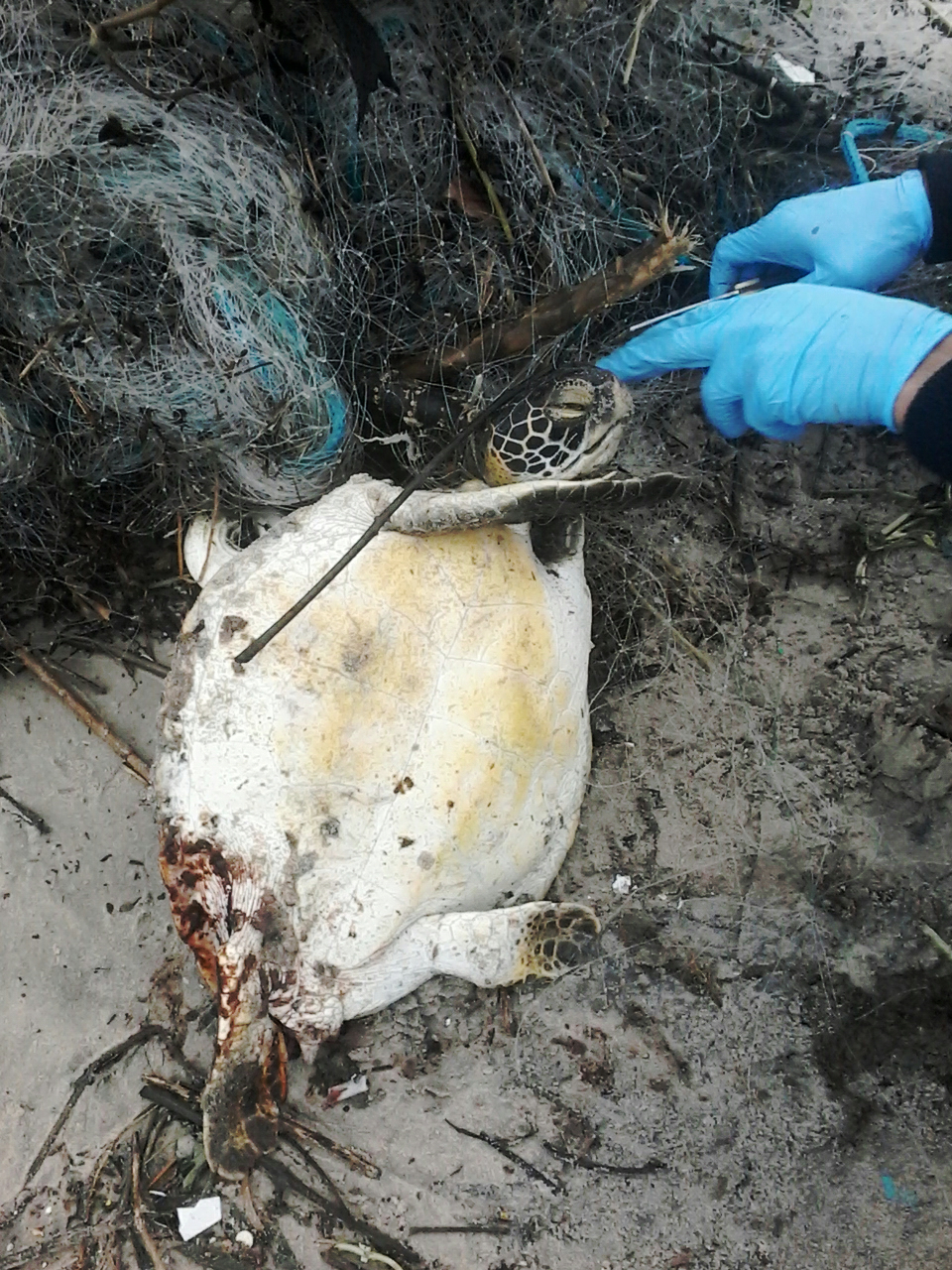 Tartarugas-verdes são encontradas sem vida presas à rede de pesca - PMP-BS/Univali - Novembro/2019