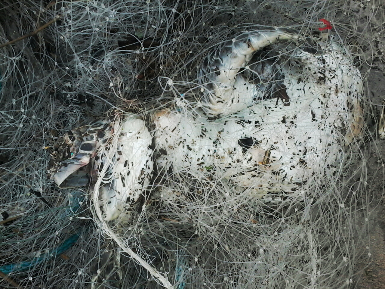 Tartarugas-verdes são encontradas sem vida presas à rede de pesca - PMP-BS/Univali - Novembro/2019