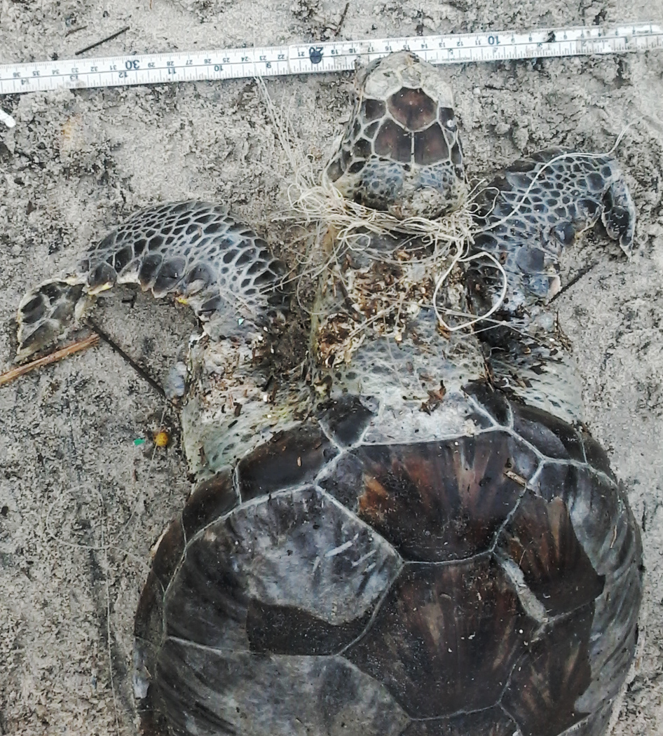 Tartarugas-verdes são encontradas sem vida presas à rede de pesca - PMP-BS/Univali - Novembro/2019