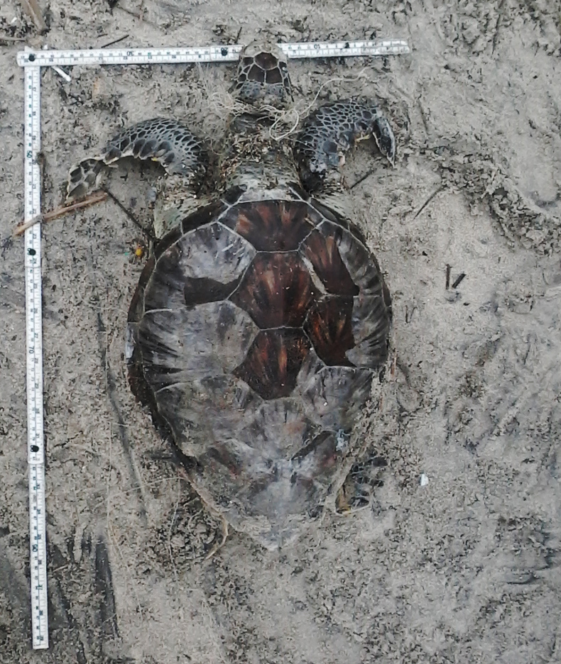 Tartarugas-verdes são encontradas sem vida presas à rede de pesca - PMP-BS/Univali - Novembro/2019