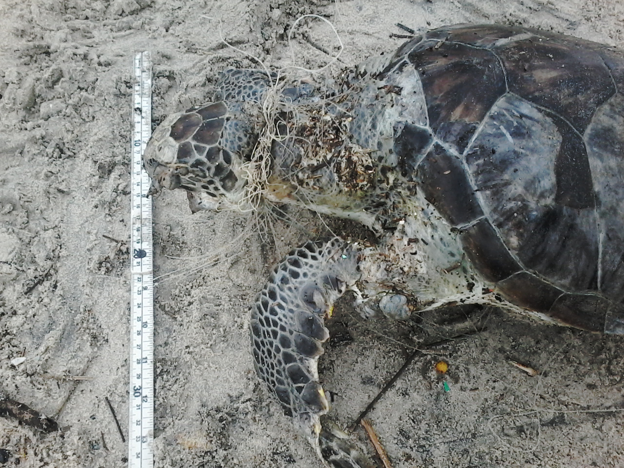 Tartarugas-verdes são encontradas sem vida presas à rede de pesca - PMP-BS/Univali - Novembro/2019