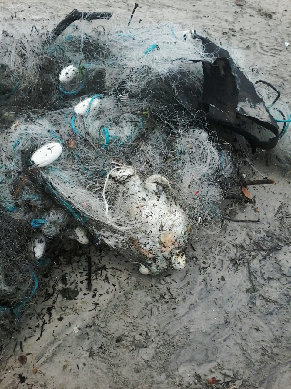 Tartarugas-verdes são encontradas sem vida presas à rede de pesca - PMP-BS/Univali - Novembro/2019