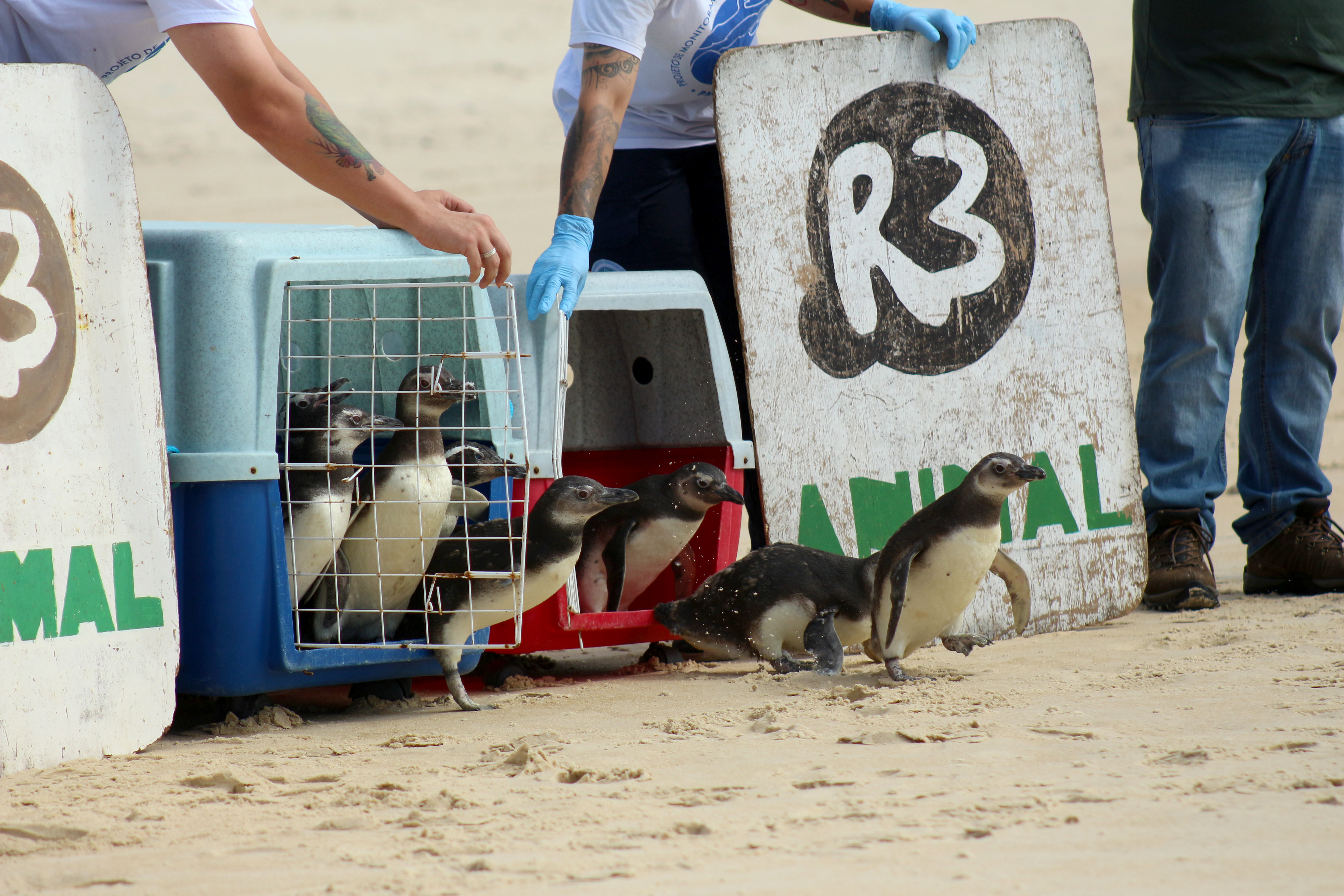 Soltura de grupo de pinguins-de-Magalhães - 10/12/2019 - Praia do Moçambique - Florianópolis (SC) - PMP-BS - Fotos: Nilson Coelho/PMP-BS/R3 Animal