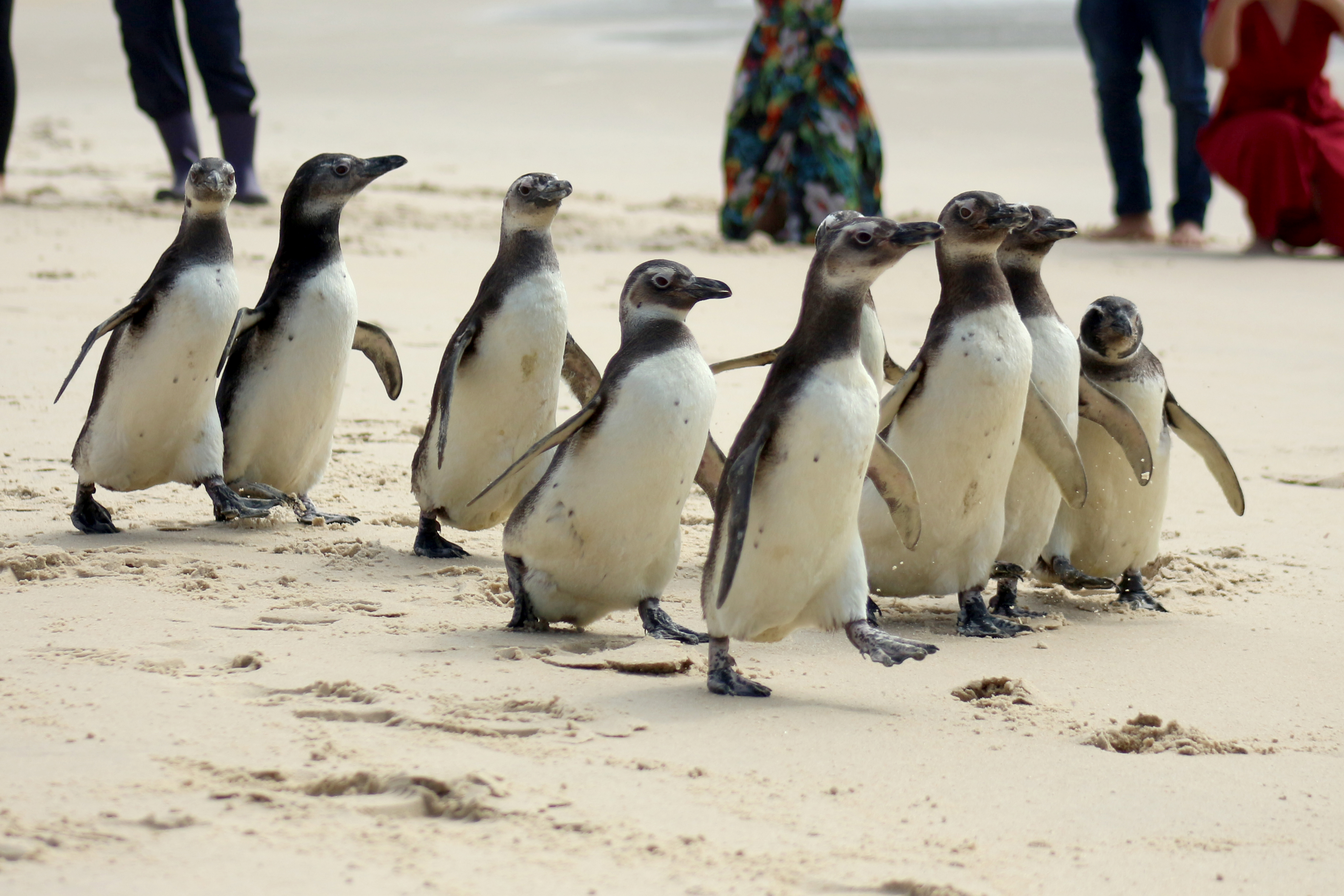 Soltura de grupo de pinguins-de-Magalhães - 10/12/2019 - Praia do Moçambique - Florianópolis (SC) - PMP-BS - Fotos: Nilson Coelho/PMP-BS/R3 Animal