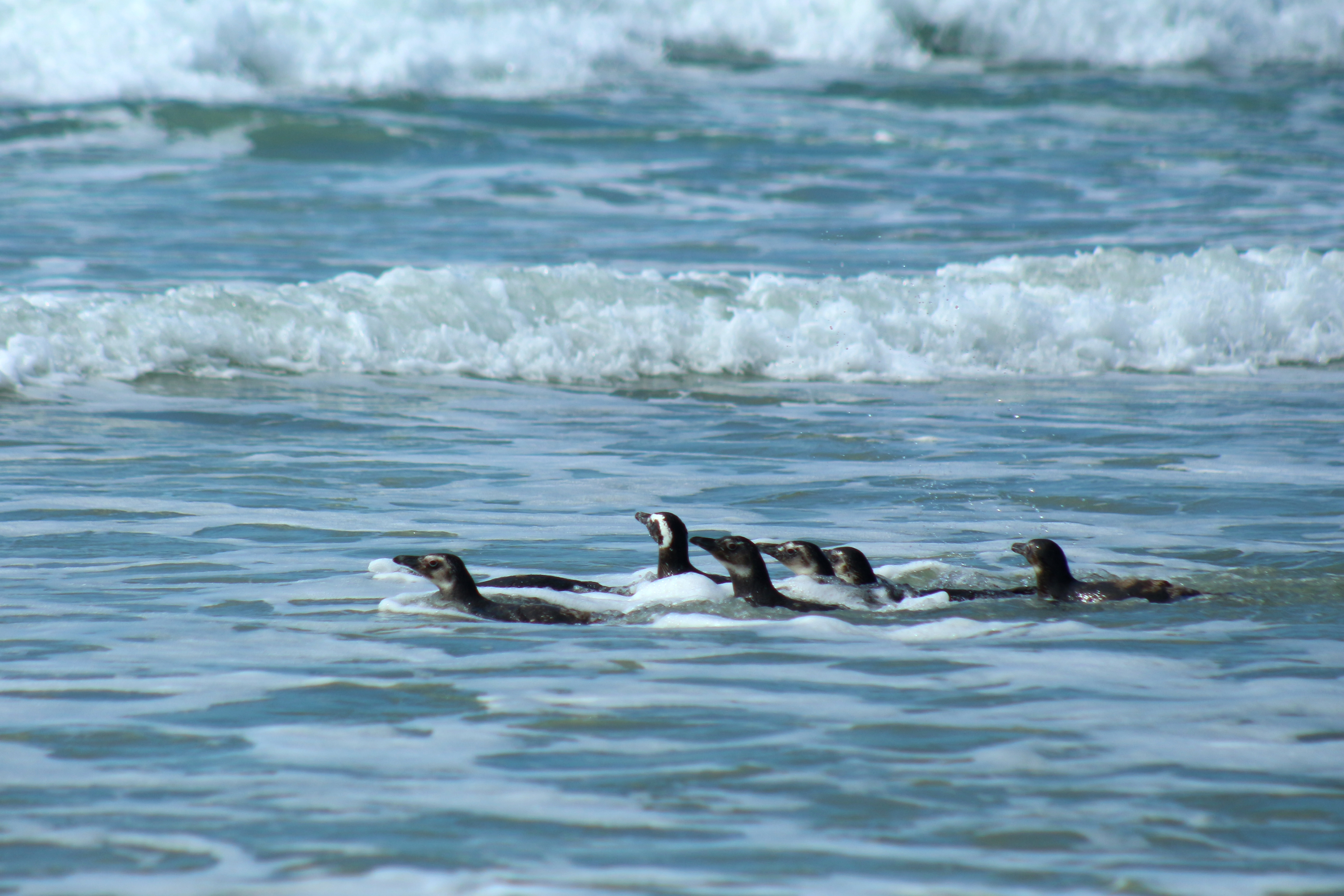 Soltura de grupo de pinguins-de-Magalhães - 10/12/2019 - Praia do Moçambique - Florianópolis (SC) - PMP-BS - Fotos: Nilson Coelho/PMP-BS/R3 Animal