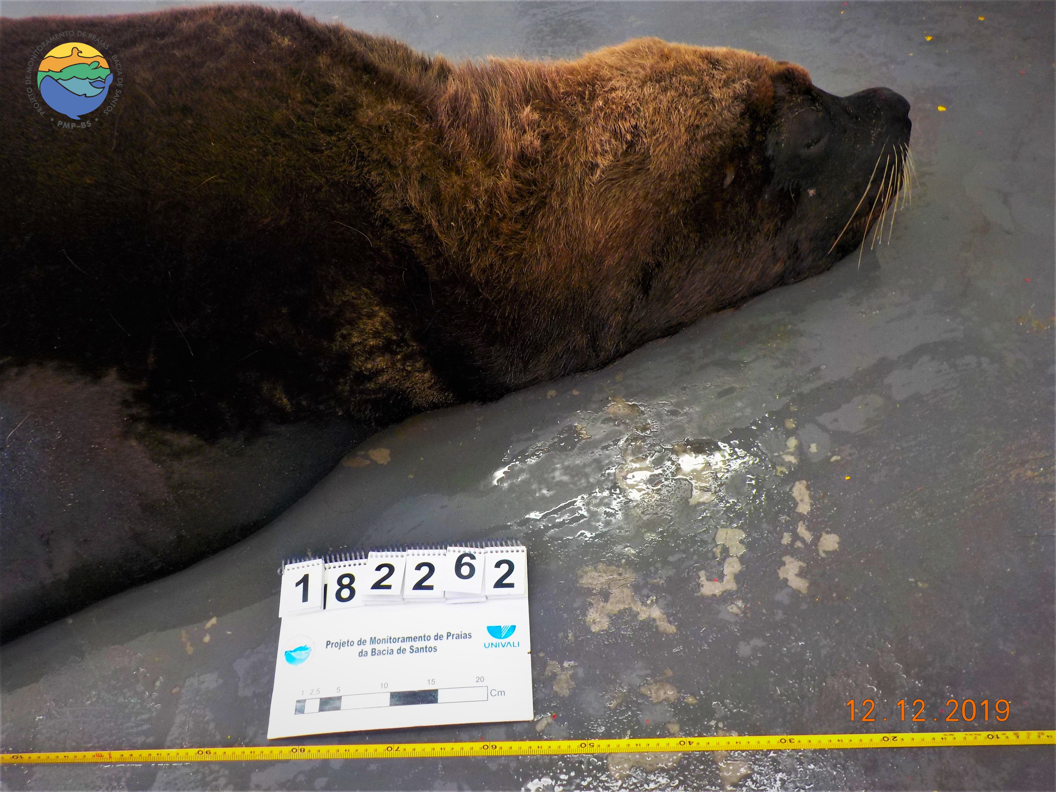 Leão-marinho-do-Sul encontrado sem vida em praia de Barra Velha (SC) - 12/12/2019 - Fotos: PMP-BS/Univali