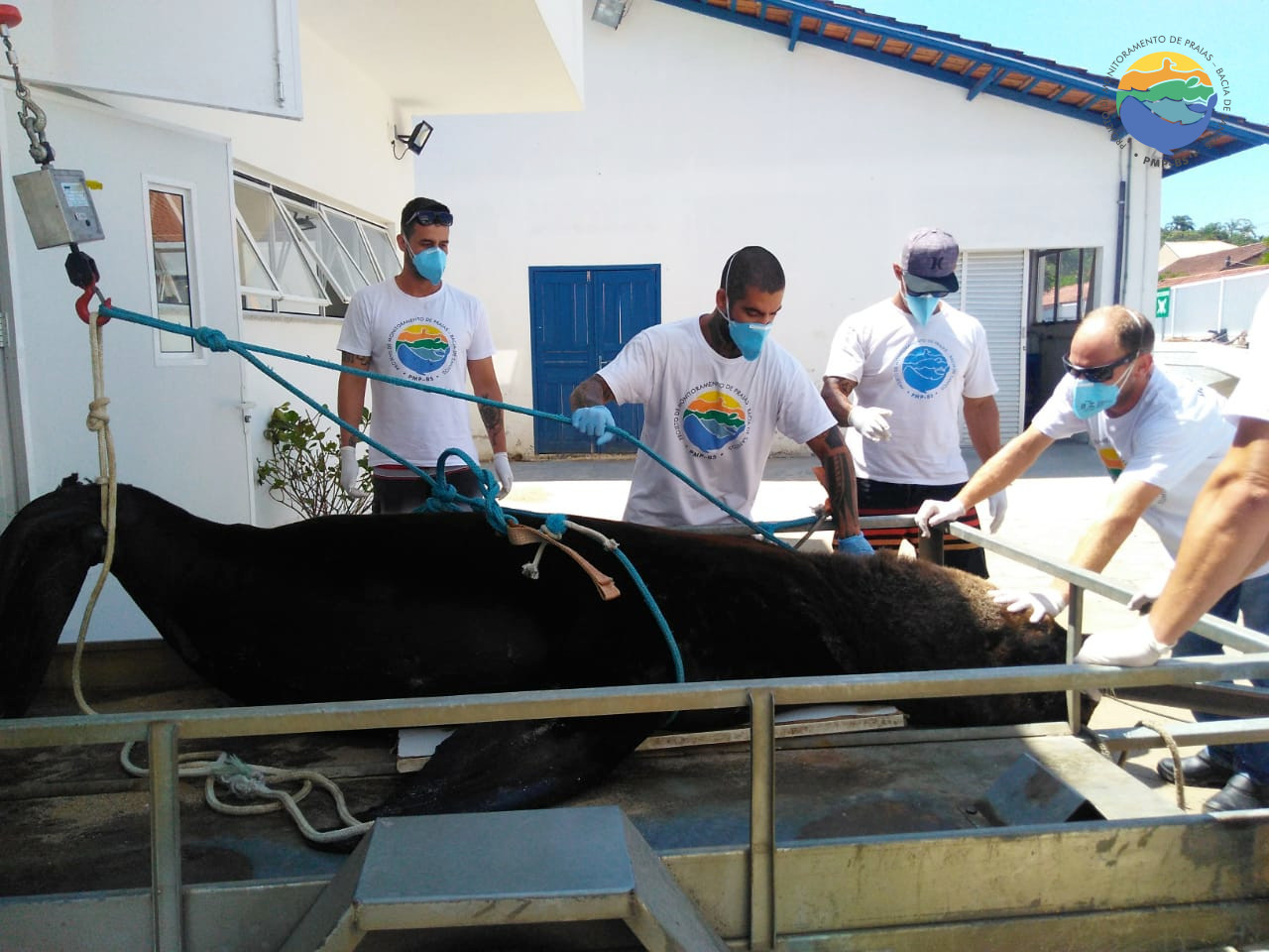 Leão-marinho-do-Sul encontrado sem vida em praia de Barra Velha (SC) - 12/12/2019 - Fotos: PMP-BS/Univali