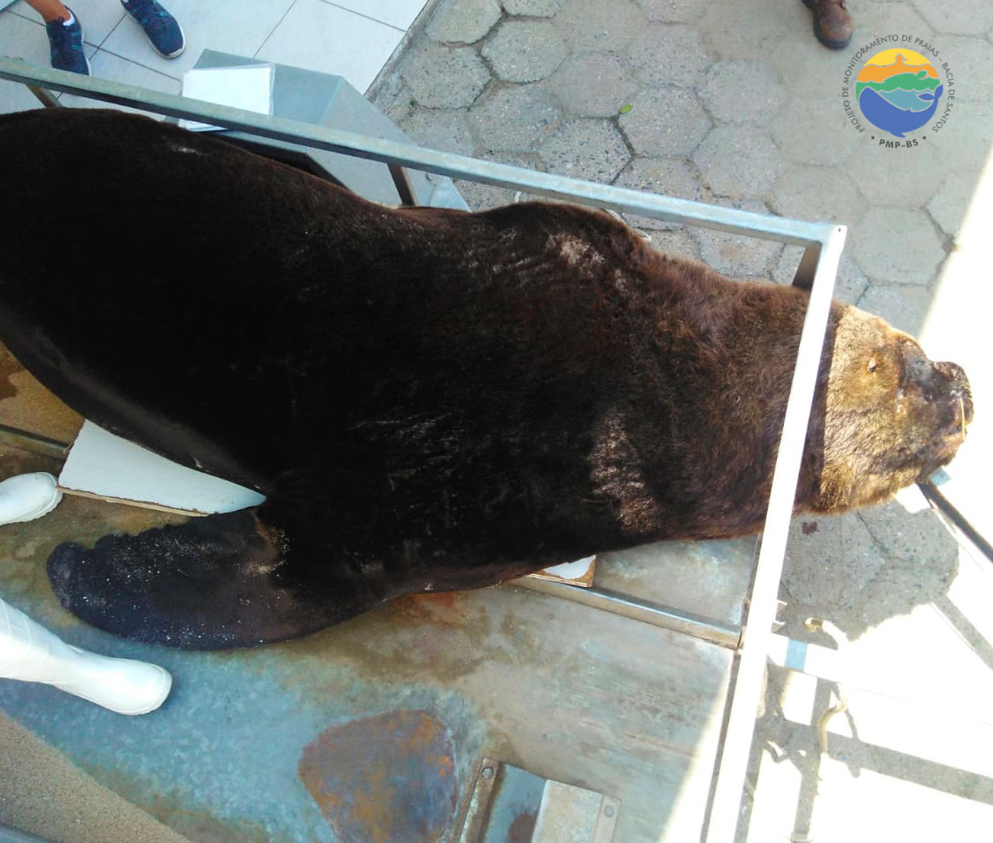 Leão-marinho-do-Sul encontrado sem vida em praia de Barra Velha (SC) - 12/12/2019 - Fotos: PMP-BS/Univali