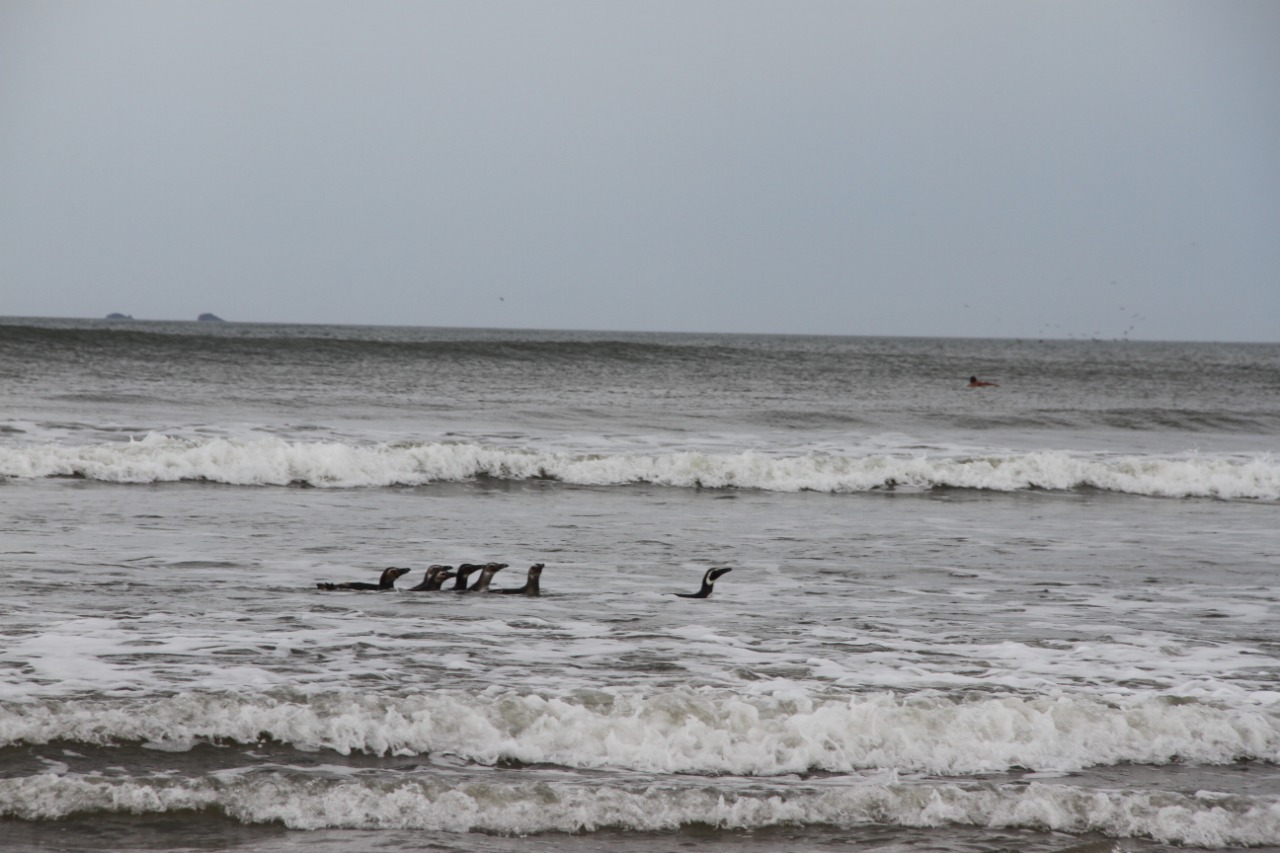 Grupo de pinguins-de-Magalhães é reintegrado à natureza em praia de Pontal do Sul, no Paraná - Foto: PMP-BS/UFPR
