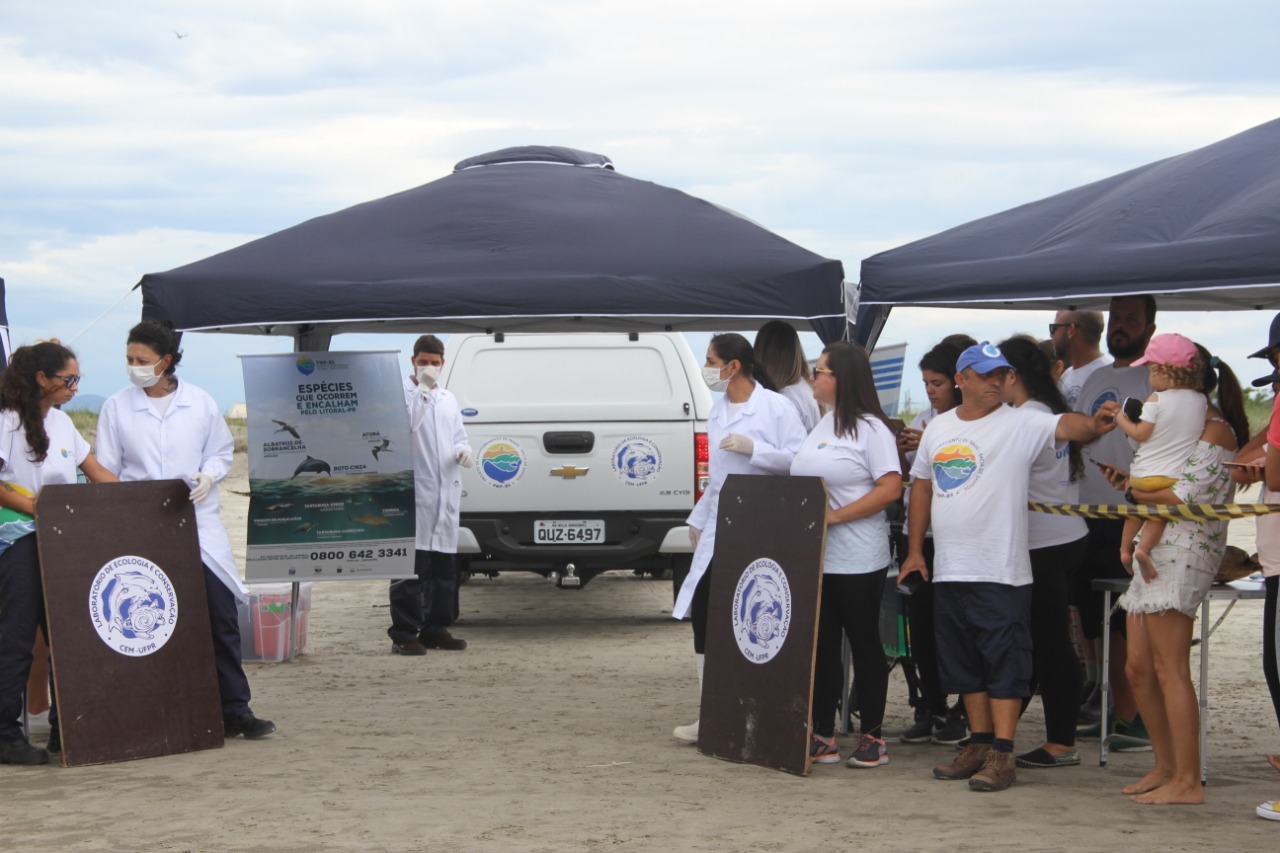 Grupo de pinguins-de-Magalhães é reintegrado à natureza em praia de Pontal do Sul, no Paraná - Foto: PMP-BS/UFPR
