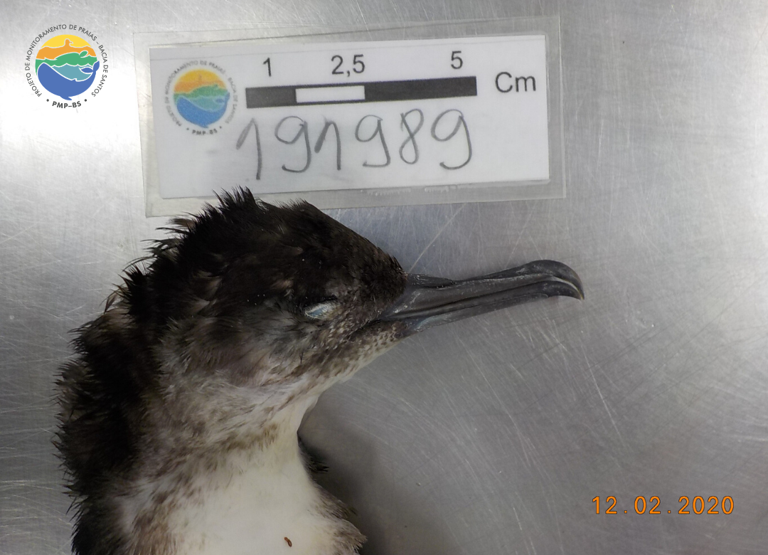 Necropsia de Puffinus puffinus - PMP-BS/Univali