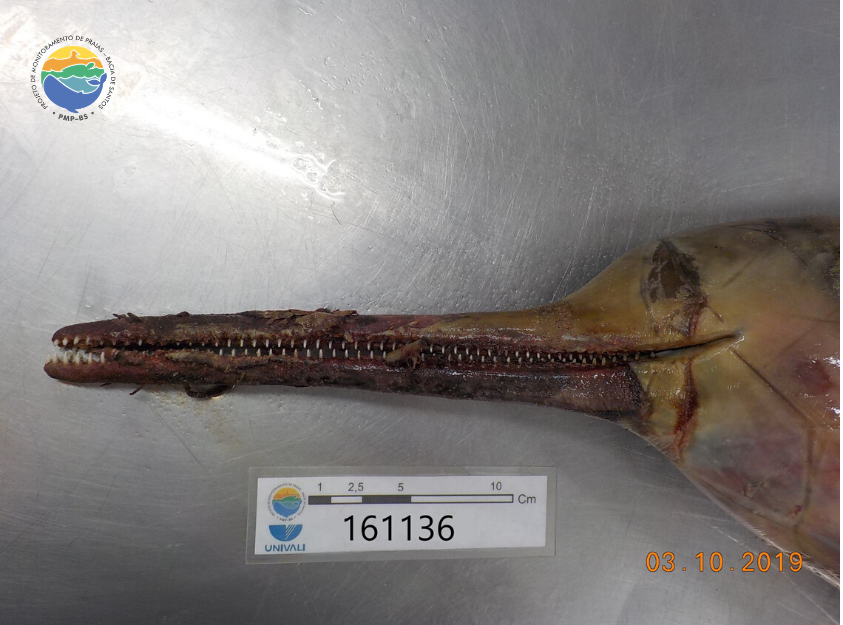 Toninha registrada pela equipe da Univali via PMP-BS - outubro/2019