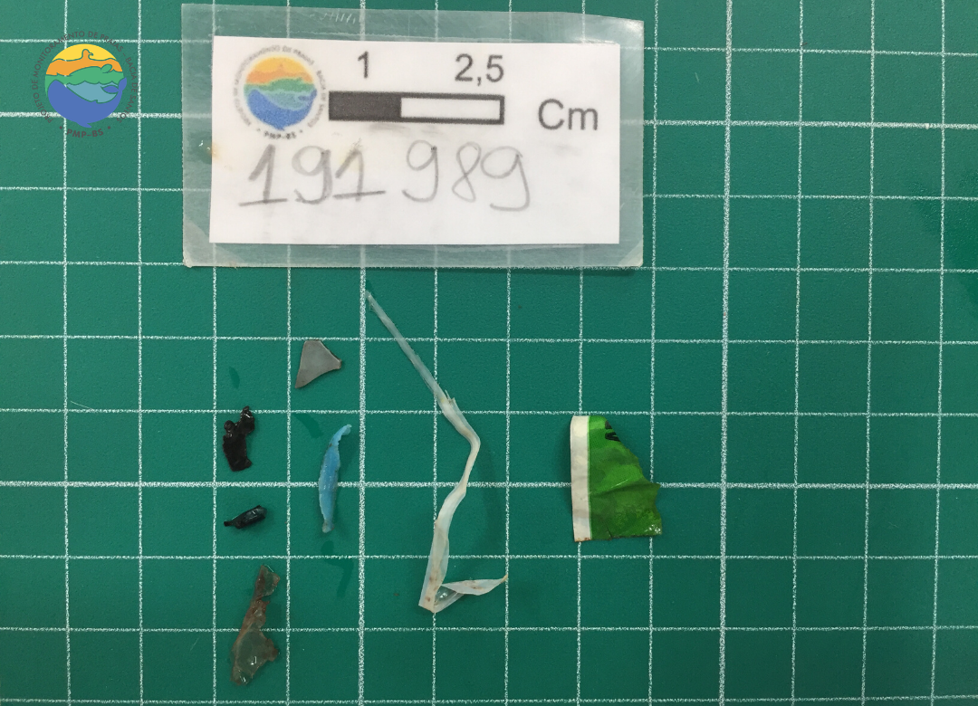 Necropsia de Puffinus puffinus - PMP-BS/Univali