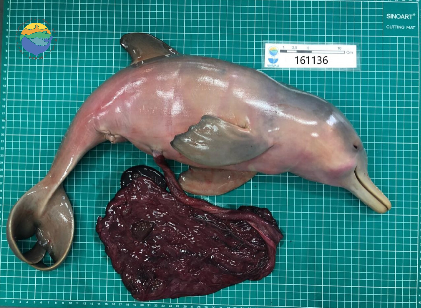 Toninha registrada pela equipe da Univali via PMP-BS - outubro/2019