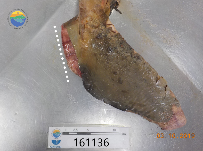 Toninha registrada pela equipe da Univali via PMP-BS - outubro/2019