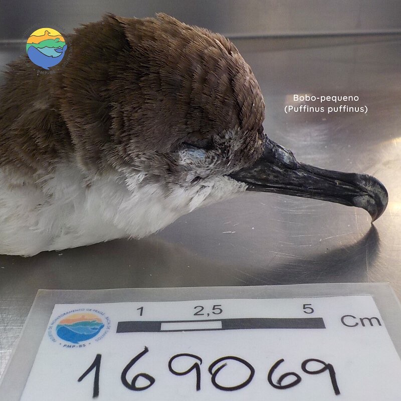 Microplástico: uma grande ameaça à fauna marinha Microplástico: uma grande ameaça à fauna marinha